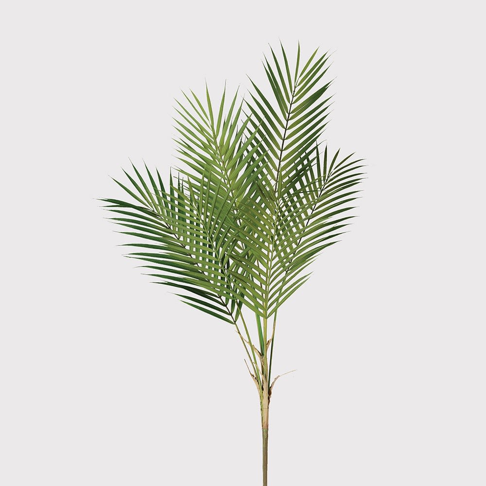 Stem | Palm Leaf